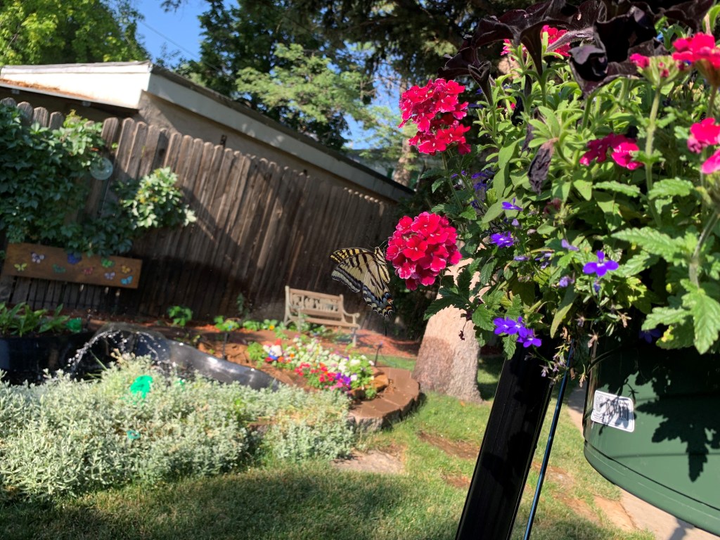 butterfly on flowers